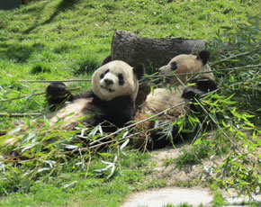 Tnt Express: consegna speciale in Cina per due panda
