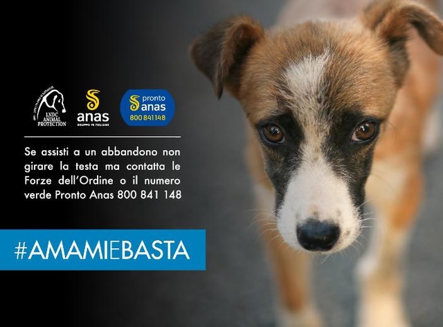 Arresto e multa fino a 10mila Euro per chi abbandona animali: riparte la campagna Anas