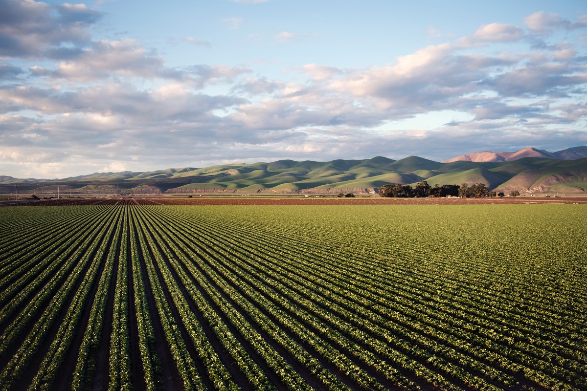 La Turchia punta sulla produzione agricola nei paesi stranieri per affrontare la sfida della sicurezza alimentare  