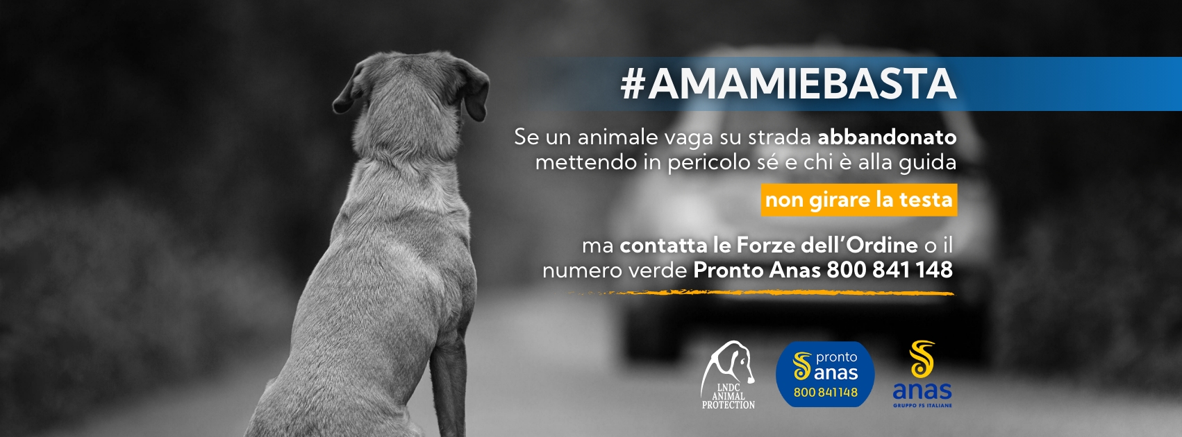 #AMAMIeBASTA: riparte la campagna Anas contro l’abbandono di cani e gatti