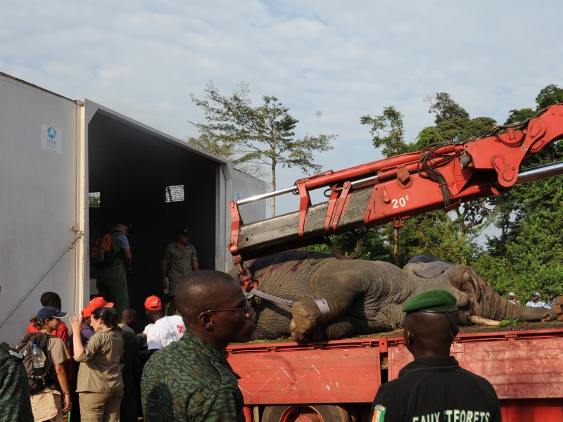 Costa d’Avorio: Fassi Gru in missione speciale per gli elefanti