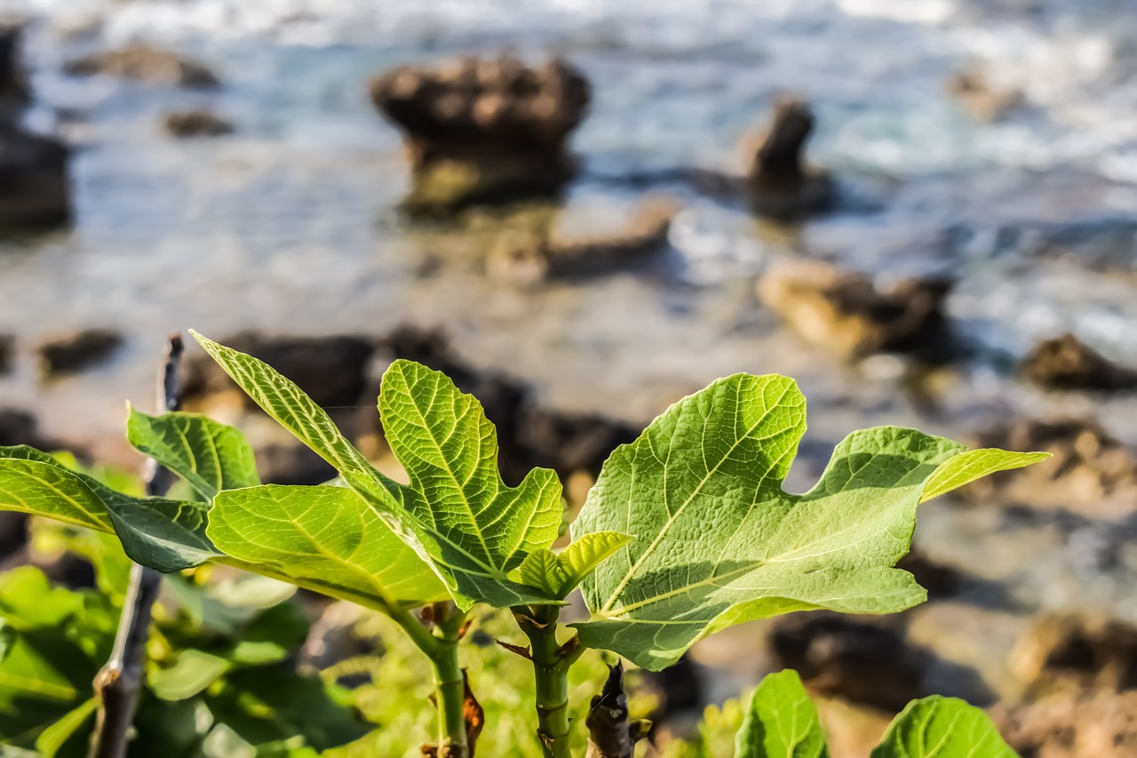 Mediterraneo: le opportunità della blue economy per l’Italia