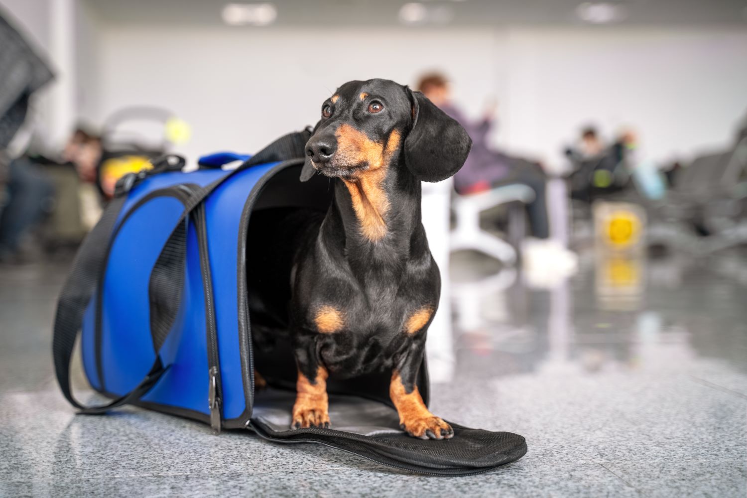 Animali a bordo dei voli aerei ITA Airways in cabina fino a 10 kg