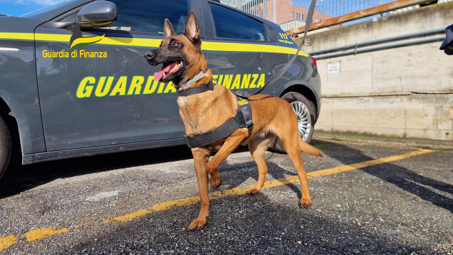 Arrestato al terminal autobus di Torino. Nascondeva droga nei guantoni da boxe