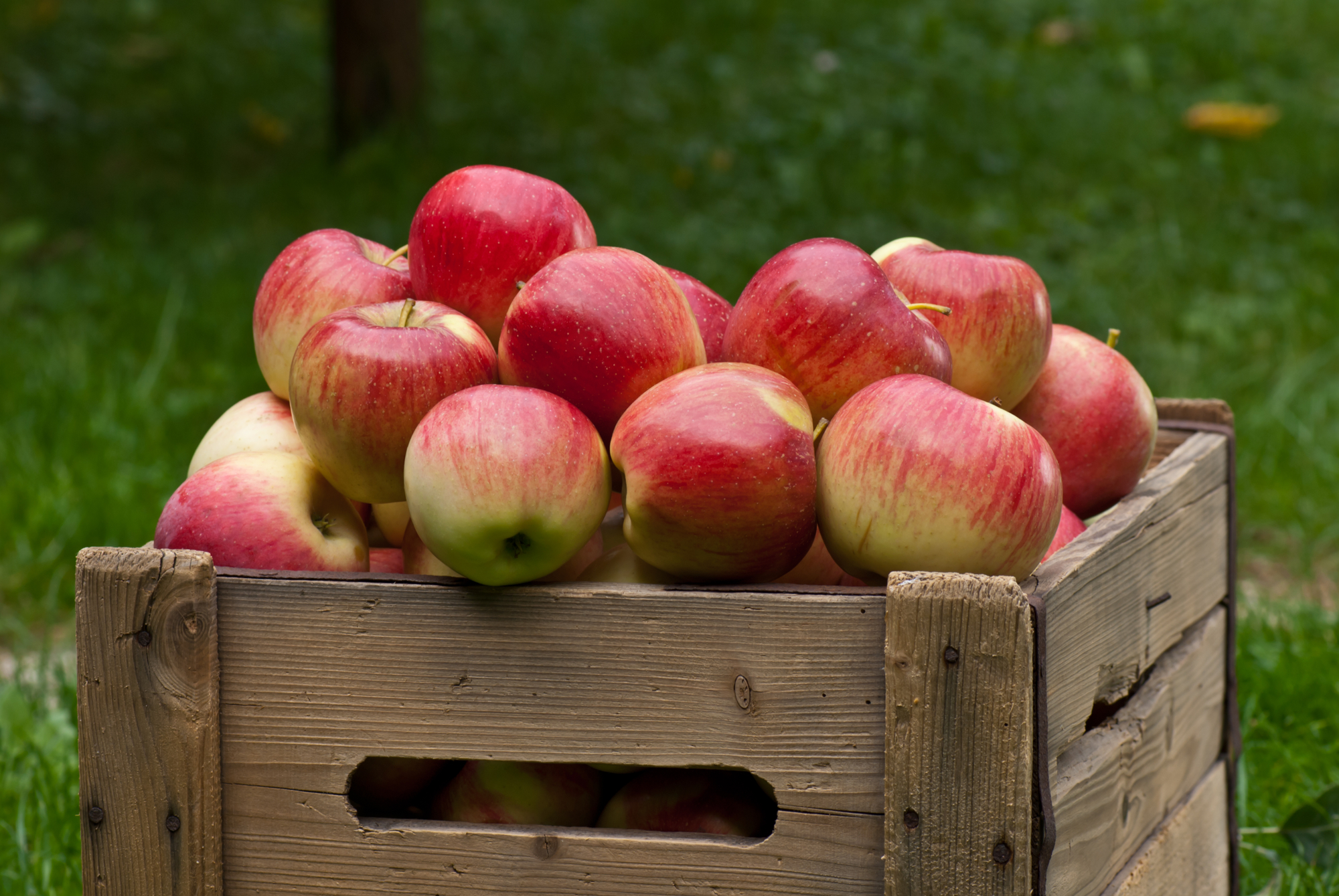 Logistica: in Trentino le mele viaggiano in funivia