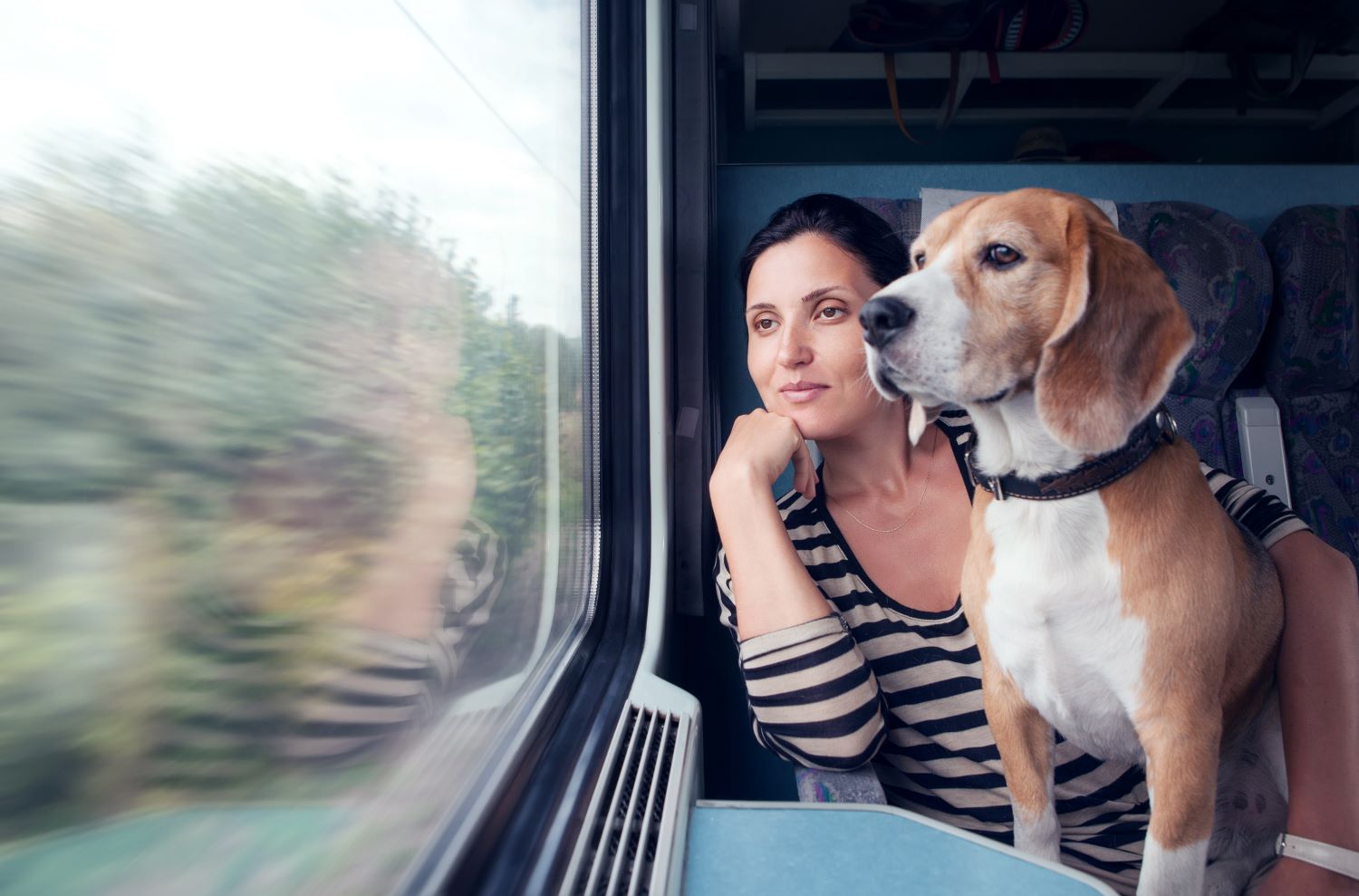 Trenitalia: cani gratis a bordo per il Natale