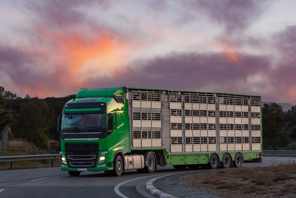 Migliorare il benessere degli animali durante i trasporti: in arrivo nuove norme dall’Ue