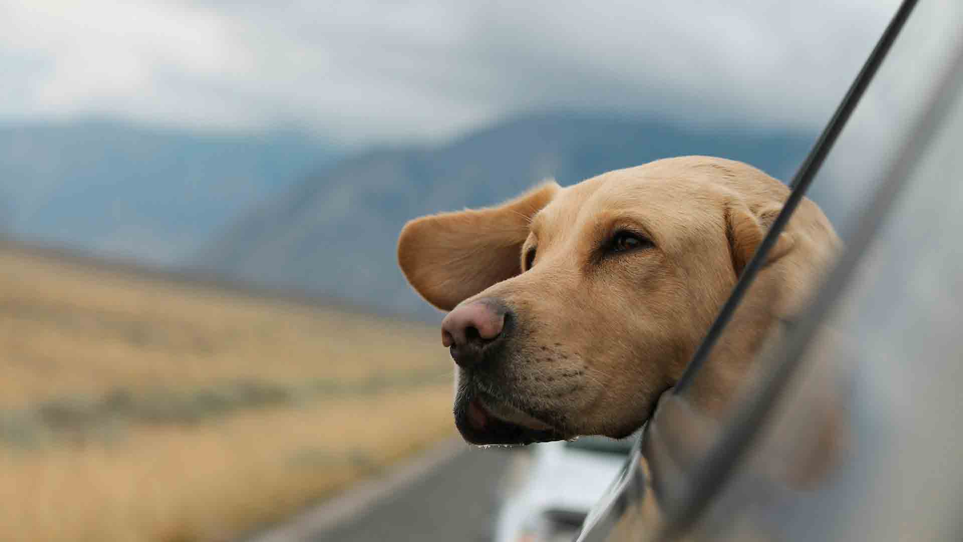 Sicurezza stradale e abbandono degli animali: torna il Pet Camper Tour con Anas, Polizia e Carabinieri